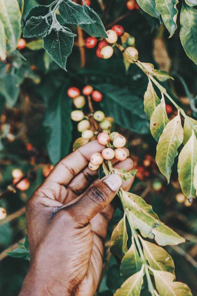 Crop of anonymous African American person checking coffee cherries while working in garden in sunlight