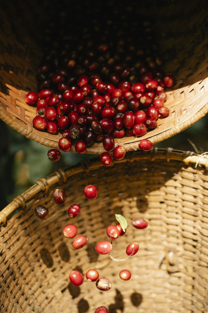 Ripe raw coffee cherries falling into wicker basket in sunny plantation during harvesting season